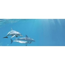 Cerrol Porto dolphins Porto Dolphins 1 Centro
