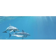 Декор Cerrol Porto dolphins Porto Dolphins 1 Centro