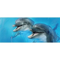 Cerrol Porto dolphins Porto Dolphins 2 Centro