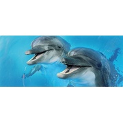 Декор Cerrol Porto dolphins Porto Dolphins 2 Centro