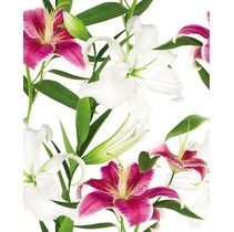 Cerrol Porto lilium Lilium (из 3пл)