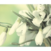 Панно Cerrol Porto Snowdrop Porto Snowdrop