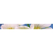 Бордюр Cerrol Porto Water Garden Blue Garden