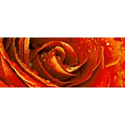 Декор Cerrol Royal Syntia Rosa Tulip Syntia Rose 1