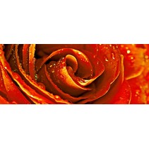 Cerrol Royal Syntia Rosa Tulip Syntia Rose 1