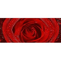 Cerrol Royal Syntia Rosa Tulip Syntia Rose 2