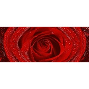 Декор Cerrol Royal Syntia Rosa Tulip Syntia Rose 2