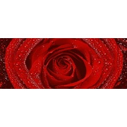 Декор Cerrol Royal Syntia Rose 2
