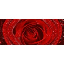 Cerrol Royal Syntia Rose 2
