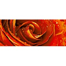 Cerrol Royal Syntia Rose1