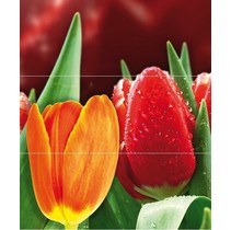 Cerrol Royal Syntia Tulip А (3пл)