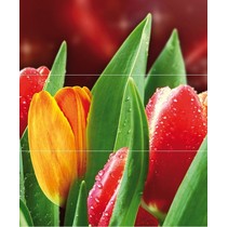 Cerrol Royal Syntia Tulip B (3пл)