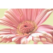 Cersanit Aster Вставка Многоцветный AE2N452DT