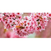 Декор Cersanit Okka Okka Декор стеклянный Sakura (UG2L072D) 29,7x60