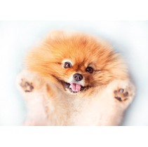 Cersanit Pets Dog 2 (PS2M054D)
