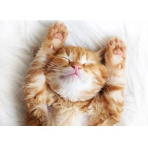 Cersanit Pets Cat 2 (PS2M052D)