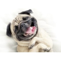 Cersanit Pets Dog 1 (PS2M053D)