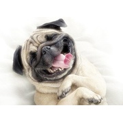 Декор Cersanit Pets Dog 1 (PS2M053D)