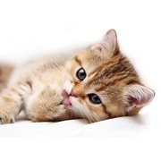 Декор Cersanit Pets Cat 1 (PS2M051D)