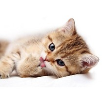 Cersanit Pets Cat 1 (PS2M051D)