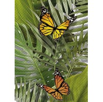 Cersanit Tropicana TC2M021DT