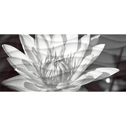 Декор Cersanit Wave Blackflowers (WA2G441D)