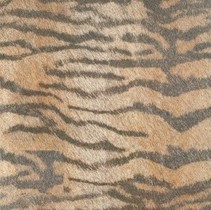 Cifre Cavallino Tiger