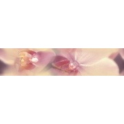 Бордюр Дельта Керамика Blossom B200D183