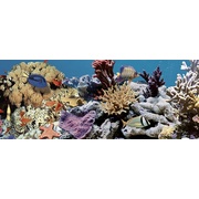 Декор Ceradim Ocean Reef 2