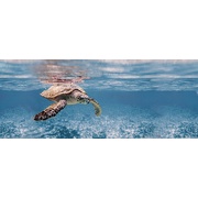 Декор Ceradim Ocean Turtle