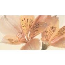 Fanal Sensations Crema Bano 1