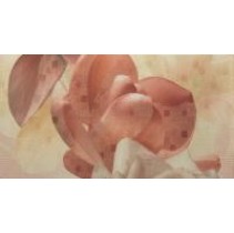 Fanal Sensations Crema Flor 2