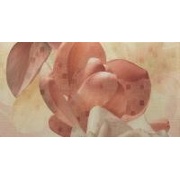 Декор Fanal Sensations Crema Flor 2