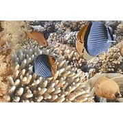 Декор Golden Tile Agat 2