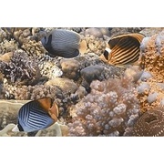 Декор Golden Tile Agat 4