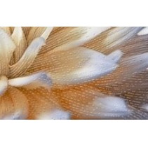 Golden Tile Fiori Декор 4