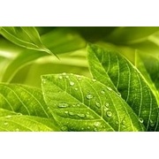 Декор Golden Tile Relax 1