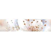Бордюр Golden Tile Sakura Бежевый