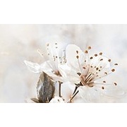 Декор Golden Tile Sakura 1