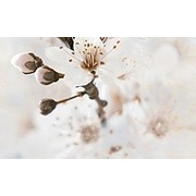 Декор Golden Tile Sakura 2