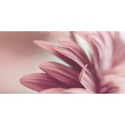 Декор Grupa Paradyz Sorenta Bianco Inserto Kwiaty A