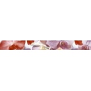 Бордюр Halcon Ceramicas Orquideas Vino-Berenjena Colours List. Vino-Berenjena