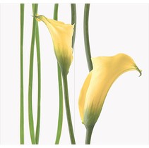 Halcon Ceramicas Pasion Decor Pasion 2 Amarillo