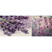 Декор Ibero Charme Décor Dreams B