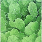 Напольная плитка Infinity Ceramic Tiles Lotus Estanque Viejo Verde