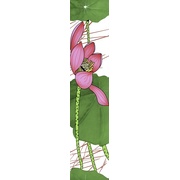 Бордюр Infinity Ceramic Tiles Lotus Listello