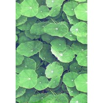 Infinity Ceramic Tiles Lotus Verde