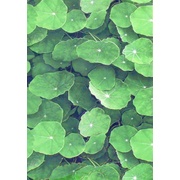 Декор Infinity Ceramic Tiles Lotus Verde