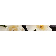 Бордюр Keraben Dream Calas, Lirio, Flor Blanca Cenefa 1