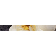 Бордюр Keraben Dream Calas, Lirio, Flor Blanca Cenefa 2